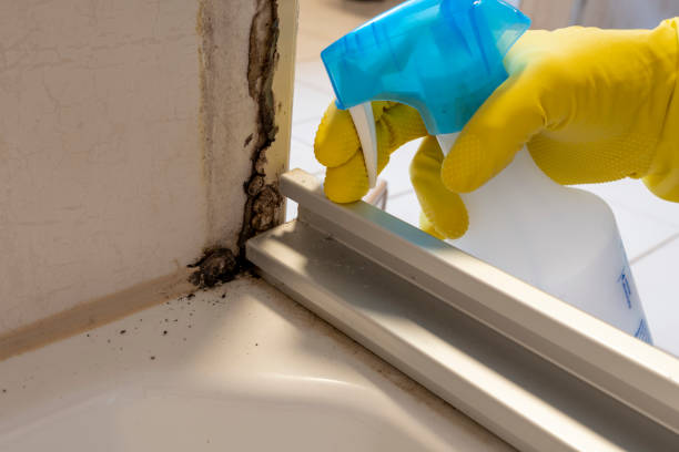 Best Certified Mold Removal  in Oceanside, NY