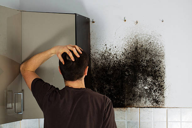 Best Mold Damage Repair  in Oceanside, NY